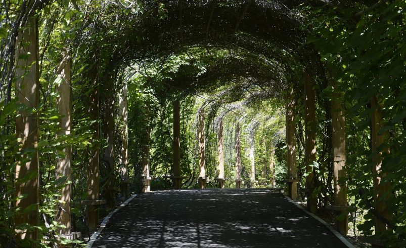 Botanical Gardens in Pakistan for Nature Enthusiasts