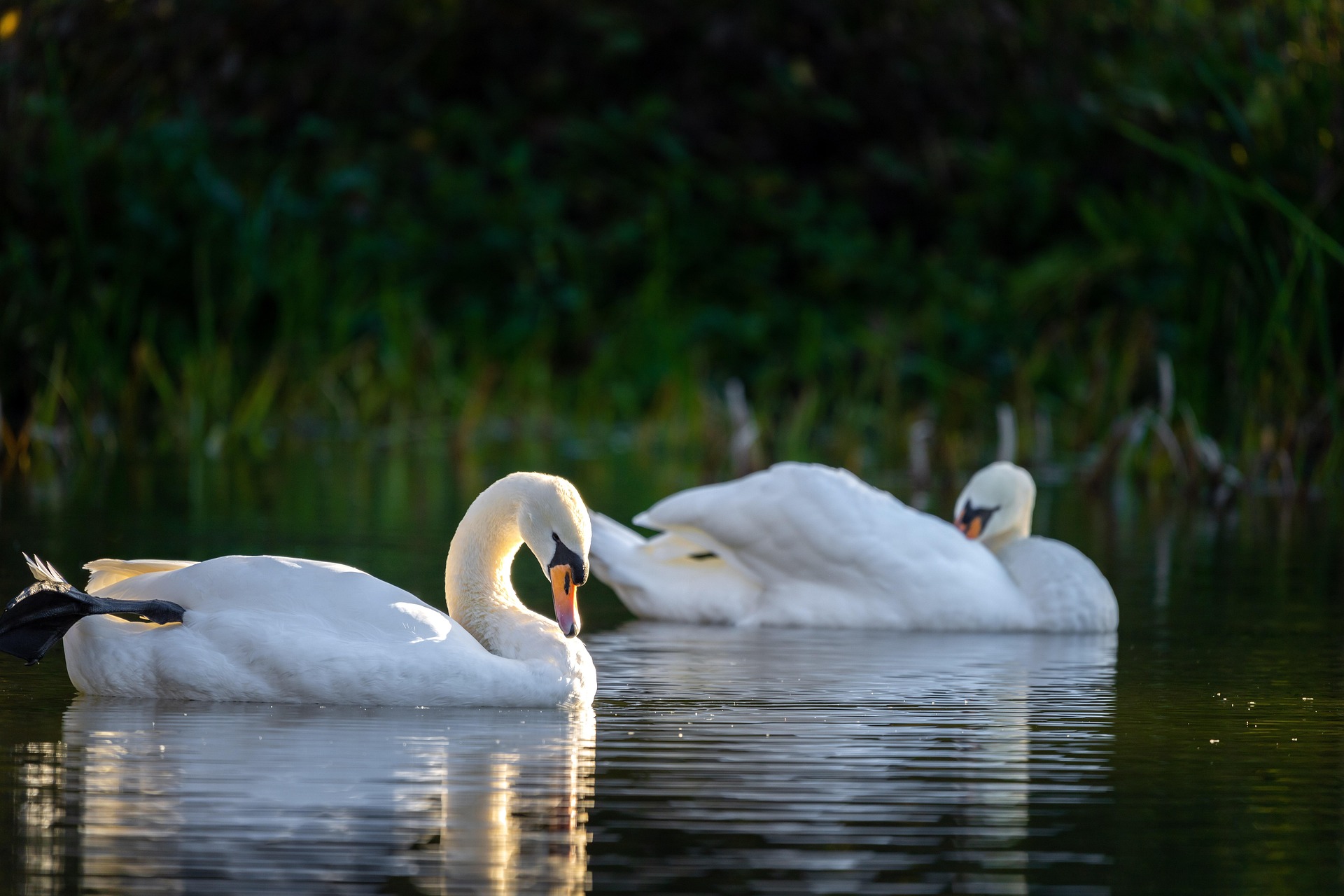 Wildlife Sanctuaries in Pakistan – Top Nature Reserves to Explore