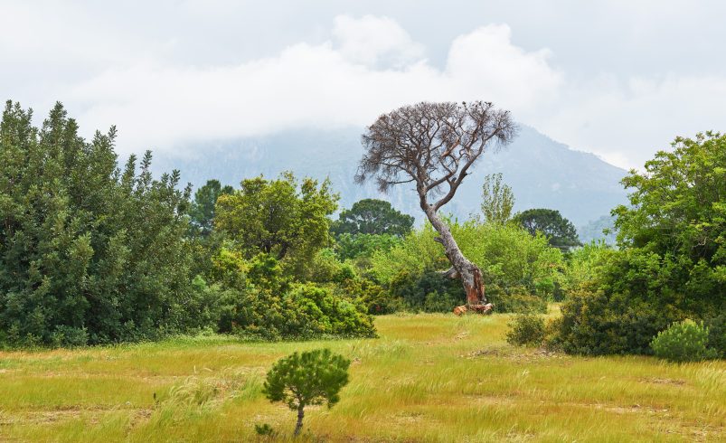 Wildlife Conservation Efforts in Pakistan’s National Parks